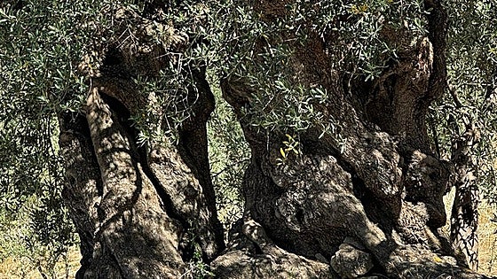 Malaga town awarded European funds to promote ancient olive trees