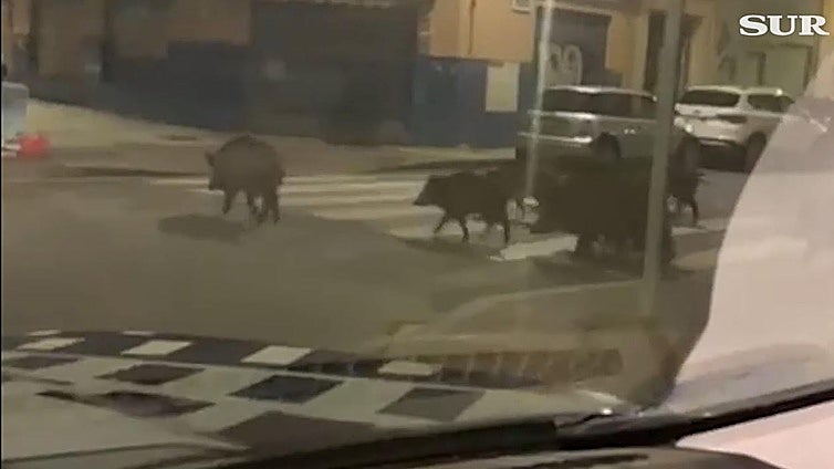 Watch as wild boar enter school grounds and amble through streets in Malaga looking for food