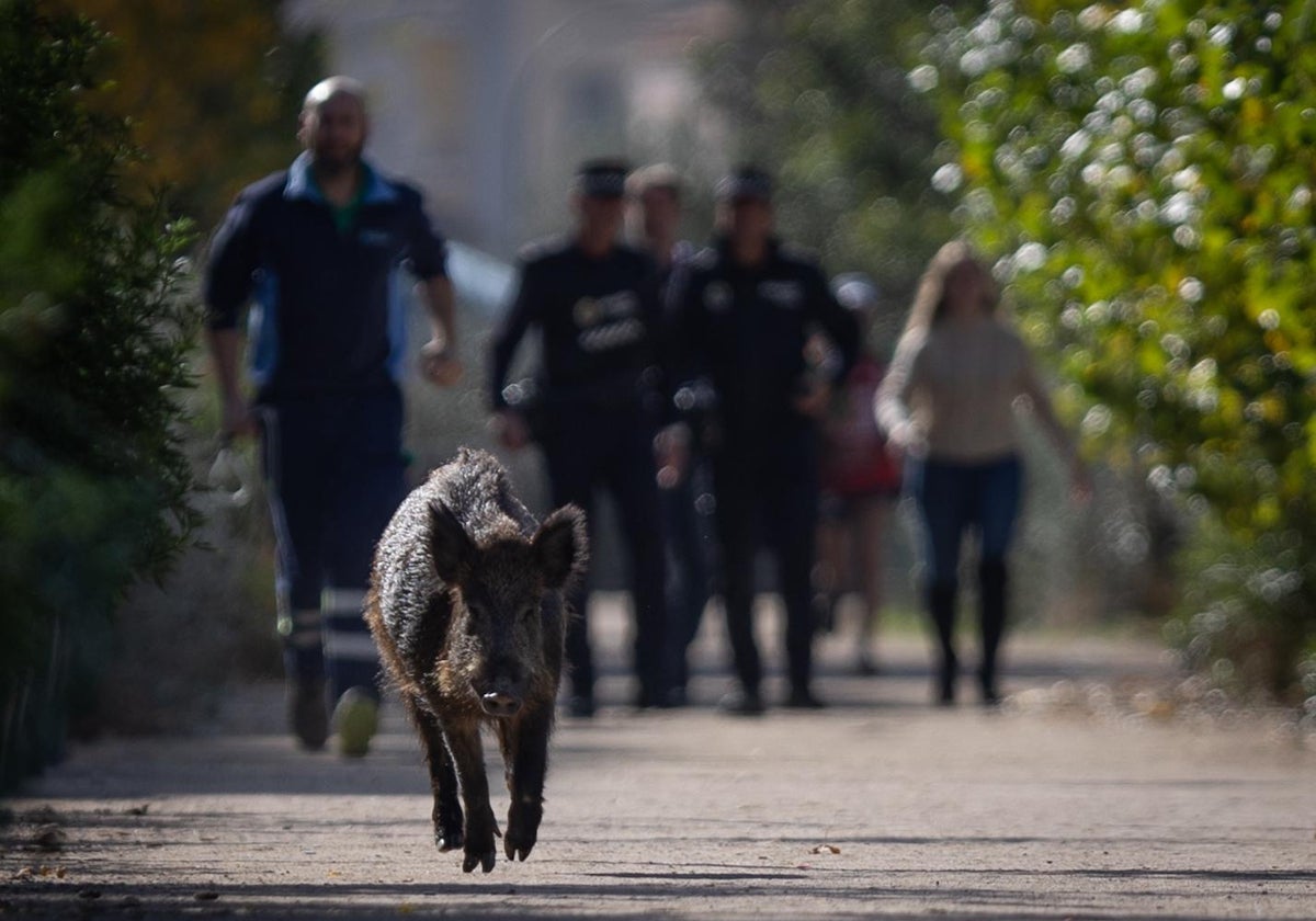 Police launch large operation to capture big wild boar spotted wandering through Malaga city in broad daylight