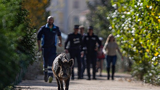Malaga is already using tranquiliser darts in attempt to curb wild boar presence in the city