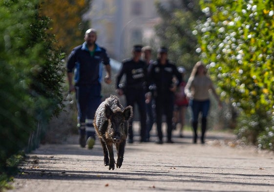 A moment during the pursuit of a wild boar in the Guadalmedina area on Thursday.