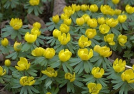 Eranthus hyemalis and close up of bloom (inset).