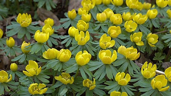 Recommended for your garden in the south of Spain: Winter aconite