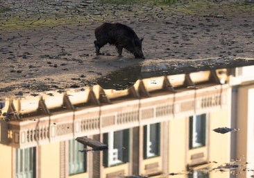 What are the diseases that wild boar can spread to people? Vet association and University of Malaga launch study