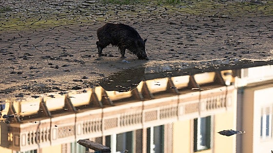 What are the diseases that wild boar can spread to people? Vet association and University of Malaga launch study