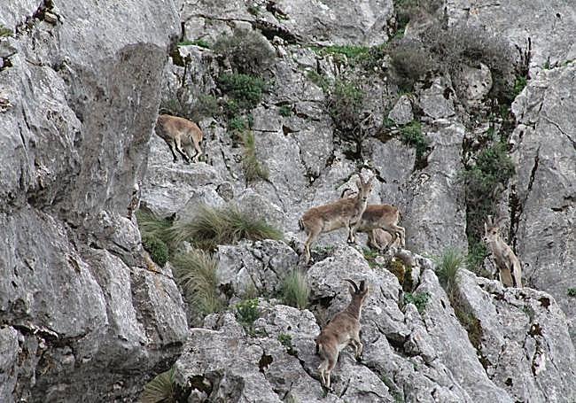 Mountain goats on the climb.
