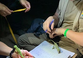 Photograph of students from the University of Malaga carrying out a study of chameleons in the Artola dunes.