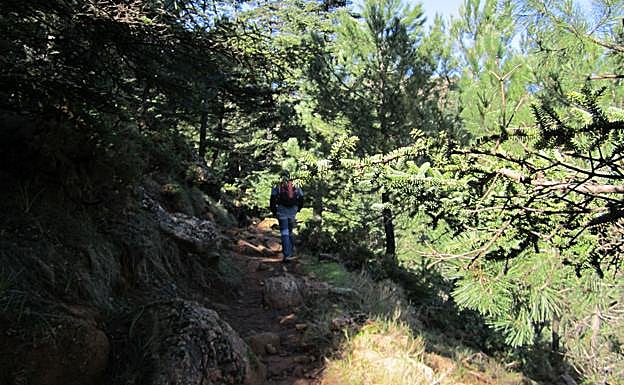 The 'Pinsapar' - Spanish fir forest - of los Reales in Sierra Bermeja.