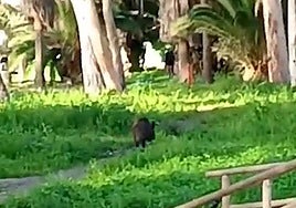 Wild boar finds its way into the historic Baños del Carmen in Malaga