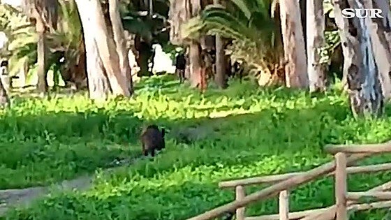 Wild boar finds its way into the historic Baños del Carmen in Malaga