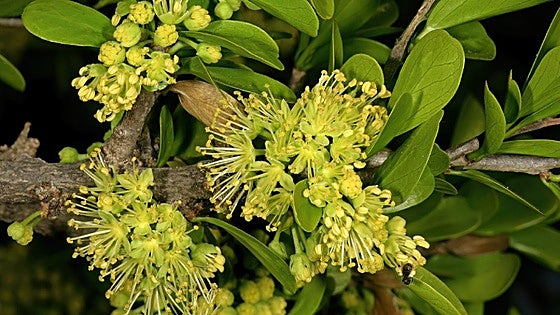 Dovyalis caffra