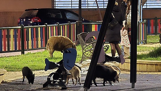 Mijas asks for collaboration to reduce wild boar population: 'Feeding them puts everyone at risk'