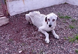 State in which the dog was found after being rescued.