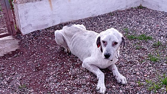 Owner fined 3,000 euros for animal neglect after dog found living among junk and without food or water in Malaga town