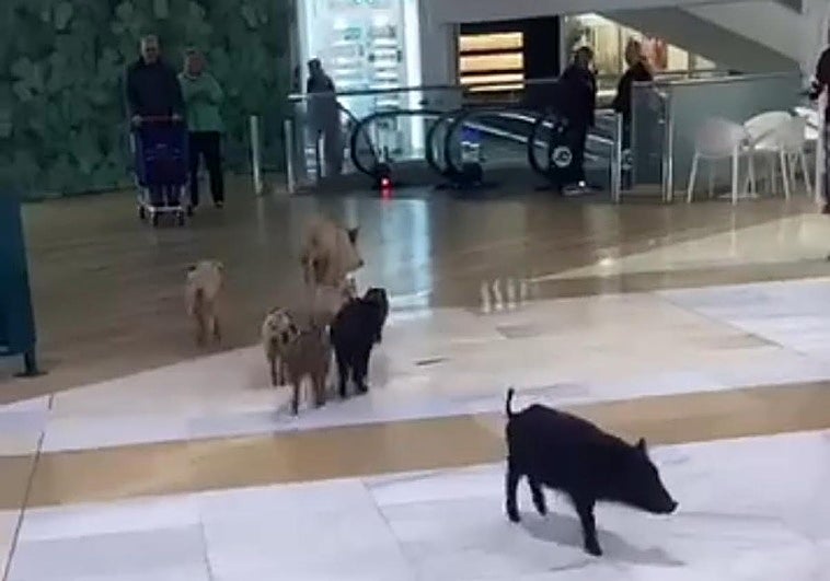 Watch as wild boar sneak into Miramar shopping centre in Fuengirola