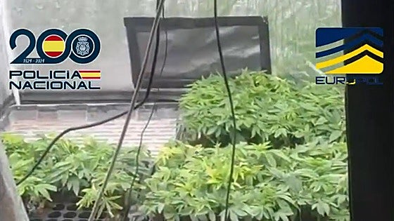 Police smash international drugs ring that had a 1,000-square-metre underground marijuana plantation in Malaga province