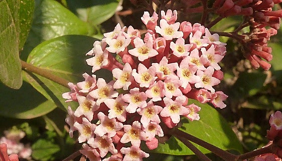 Recommended for your garden in the south of Spain: Rogiera amoena