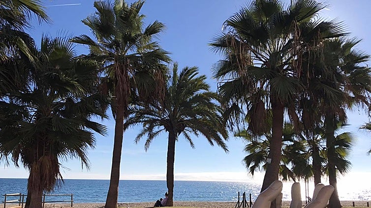 Fuengirola declares war on parakeets in face of a 'worrying' increase in population