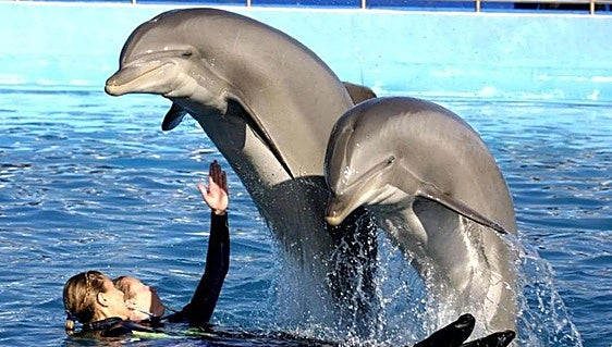 Madrid zoo waves goodbye to its dolphins