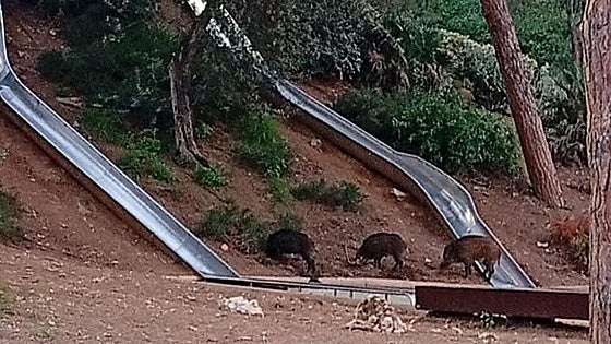 Police evacuate children and teenagers from Costa del Sol park due to presence of wild boar