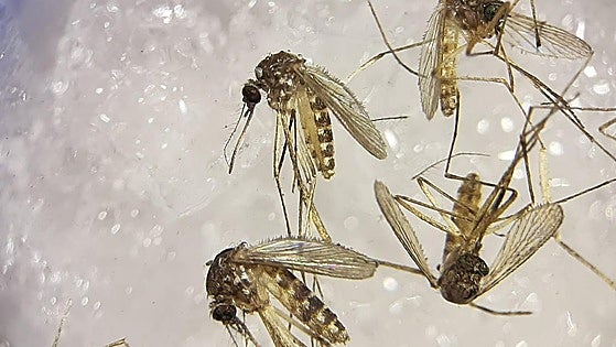 Sindbis virus detected for first time in Spain in mosquitoes in Andalucía