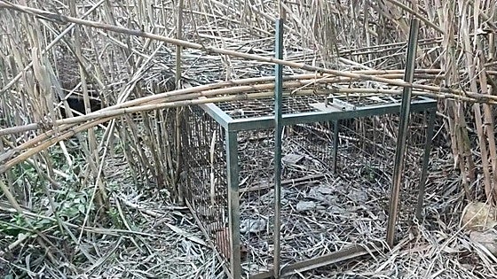 Mijas hires private company to cull wild boar in bid to control population