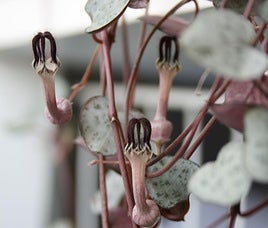 Ceropegia woodii blooms.