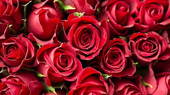 A red rose: the Victorian symbol of undying love