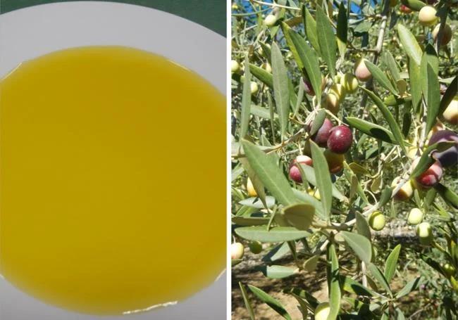 Colour is not a parameter that influences the quality of EVOO (left). In the province, there are numerous varieties of olives. (right).