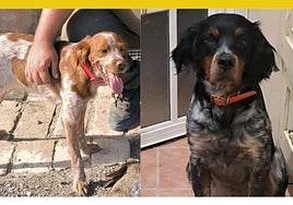 Shira (l) and Dagu (r).