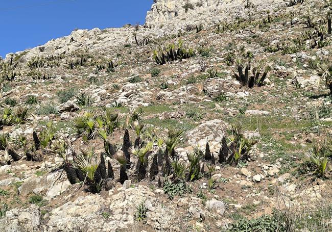 The palm tree is surprisingly abundant in the area around the stone tunnel.