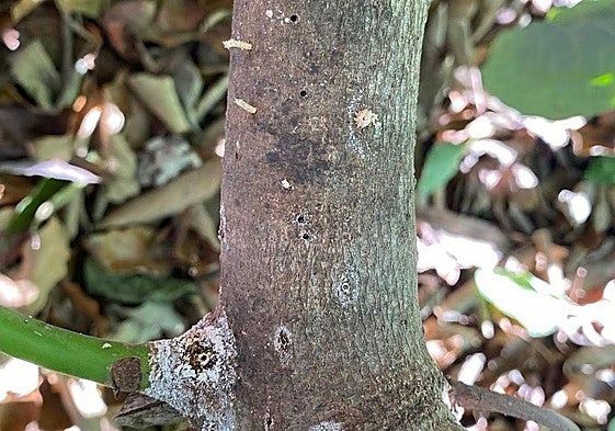 The effects of the Ambrosia beetle on an avocado tree.