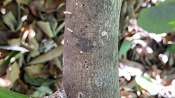 Andalusian regional government to meet Costa Tropical farmers to tackle avocado pest