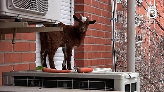 Watch as Madrid firefighters rescue dwarf goat from fifth-floor window ledge