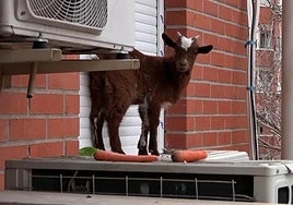 Watch as Madrid firefighters rescue dwarf goat from fifth-floor window ledge