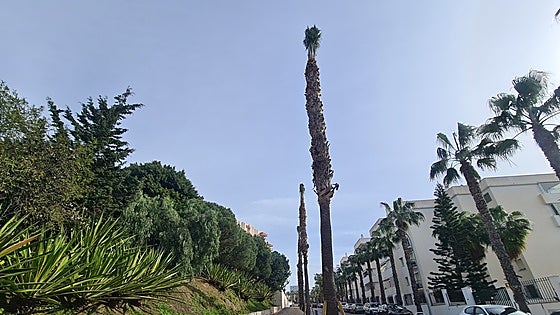 Eighty palm trees moved in Benalmádena avenue revamp