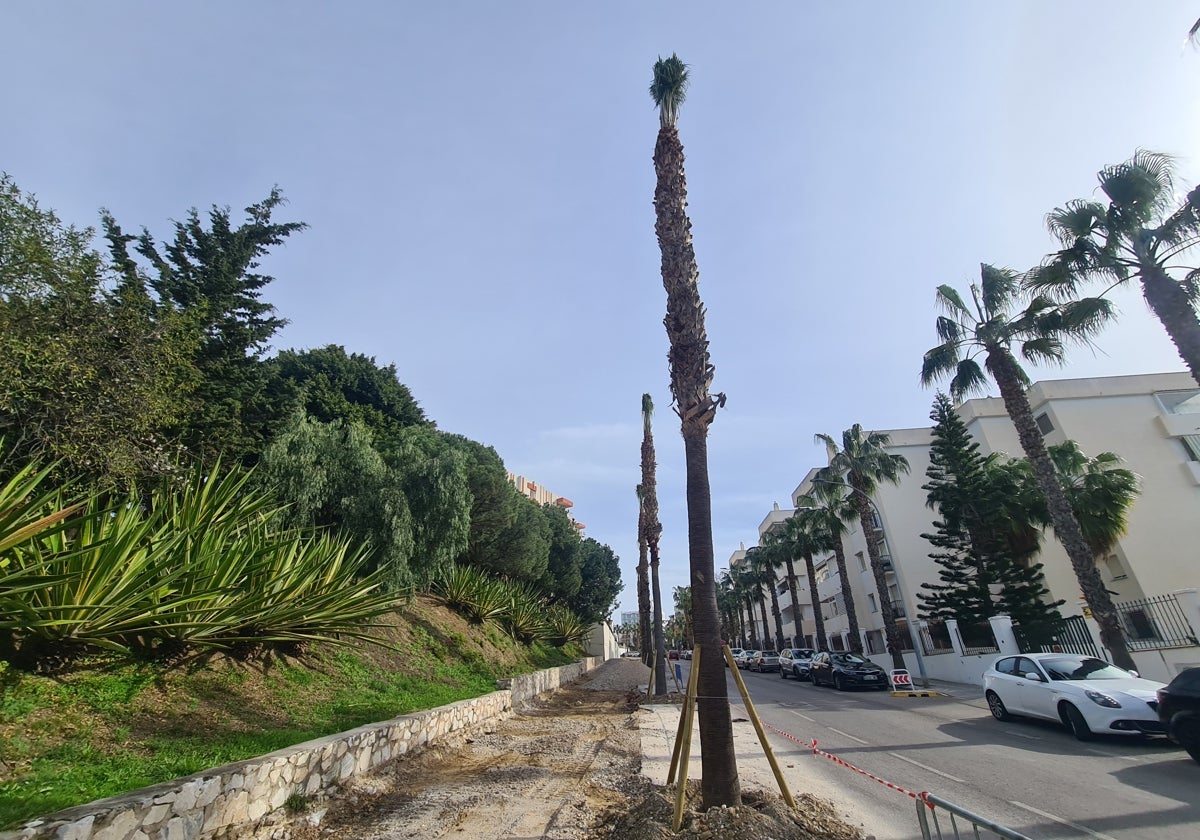 Eighty palm trees moved in Benalmádena avenue revamp