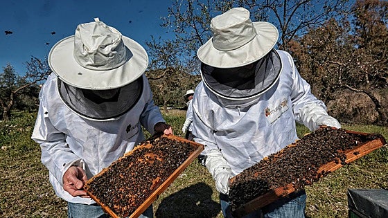 Malaga honey continues to gain sweet accreditation