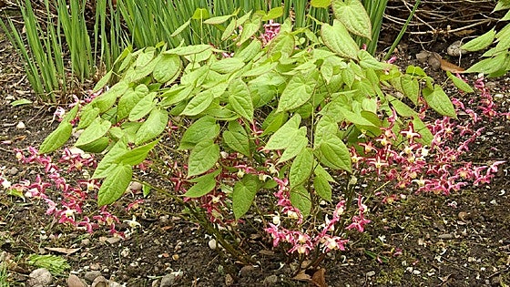 Epimedium x rubrum