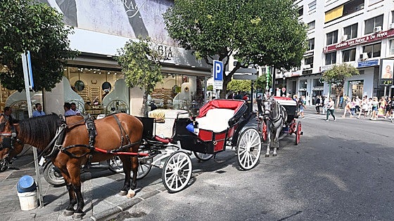 Marbella plans new rules for horse-drawn carriages in bid to improve animal welfare