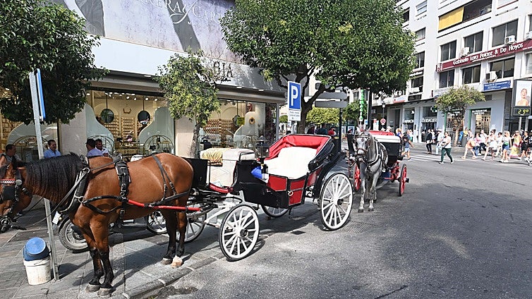 Marbella plans new rules for horse-drawn carriages in bid to improve animal welfare