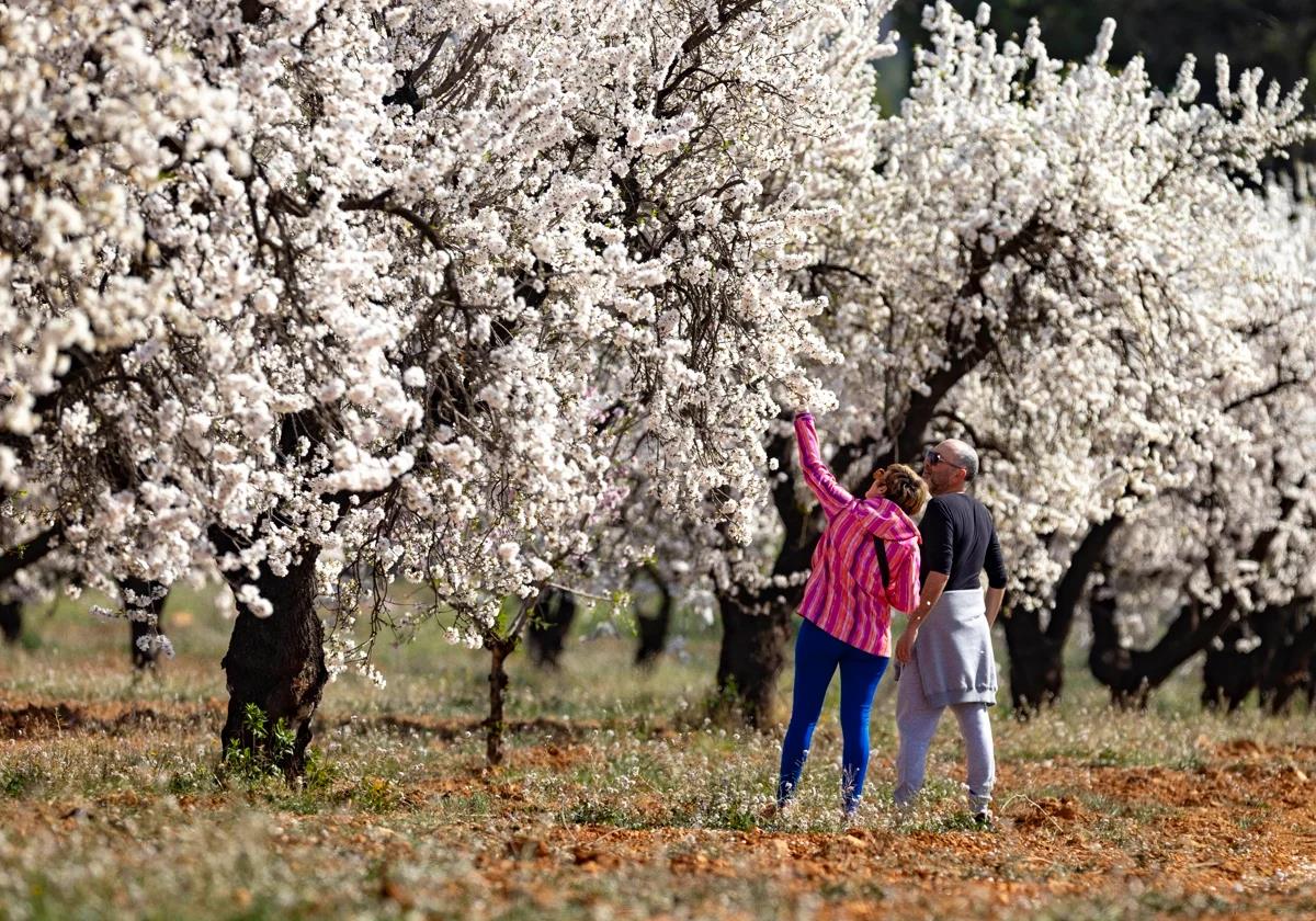 Almond tree blossom in Murcia.