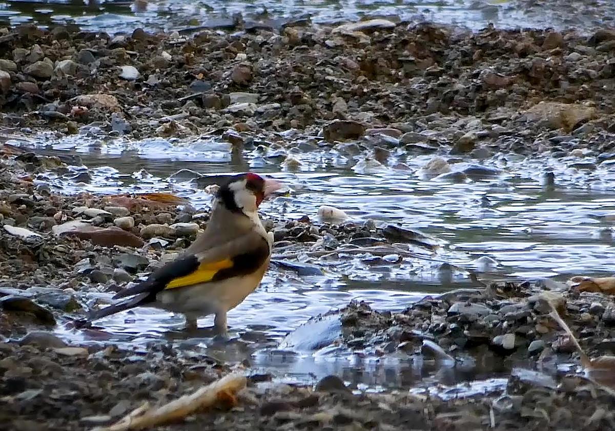 Imagen principal - Above, a goldfinch poses by a puddle. Below, house martins nest in buildings in spring and a group of monk parakeets congregate in a green space. 