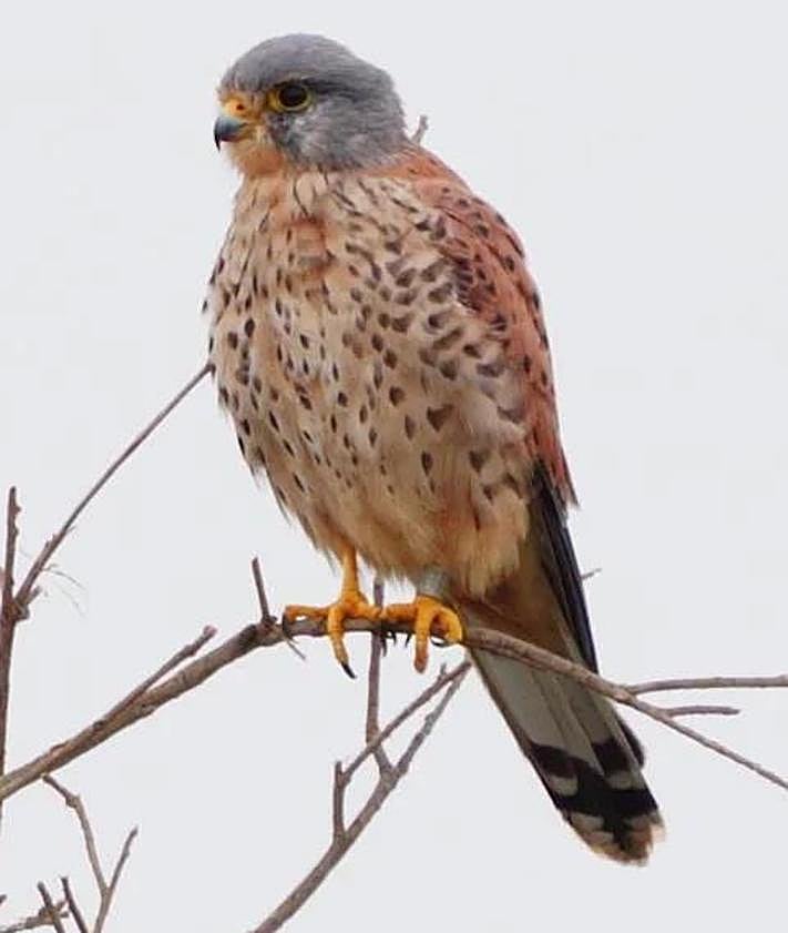 Imagen secundaria 2 - Above, Kingfisher. Below, city-dwelling starlings and the lesser kestrel.