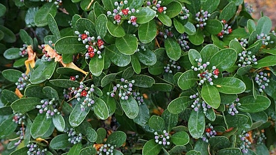Recommended for your garden in the south of Spain: Canella winterana