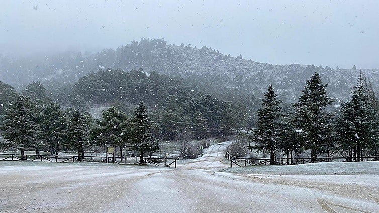 Snow falls again in Malaga's Sierra de las Nieves national park, in pictures