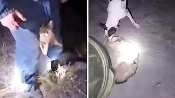 Mayor of small Spanish village dismissed for 'accidentally' sharing sickening video of hunters 'torturing' a fox on WhatsApp