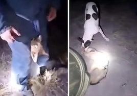Mayor of small Spanish village dismissed for 'accidentally' sharing sickening video of hunters 'torturing' a fox on WhatsApp