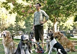 A young man walks a group of dogs in a park.