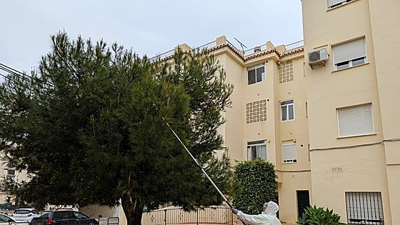 Costa del Sol town takes measures to tackle processionary caterpillar problem